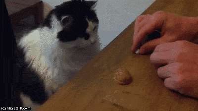 funny-cat-animated-gif-magic-trick