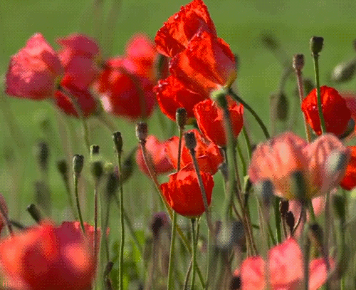 Real-Poppies-80770