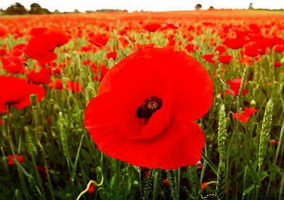 red_poppies_animated_flower_gif_from_neonexperience_from_tumblr